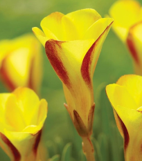 Šťavel dvoubarevný Golden cape - Oxalis - hlízy šťavelu - 1 ks