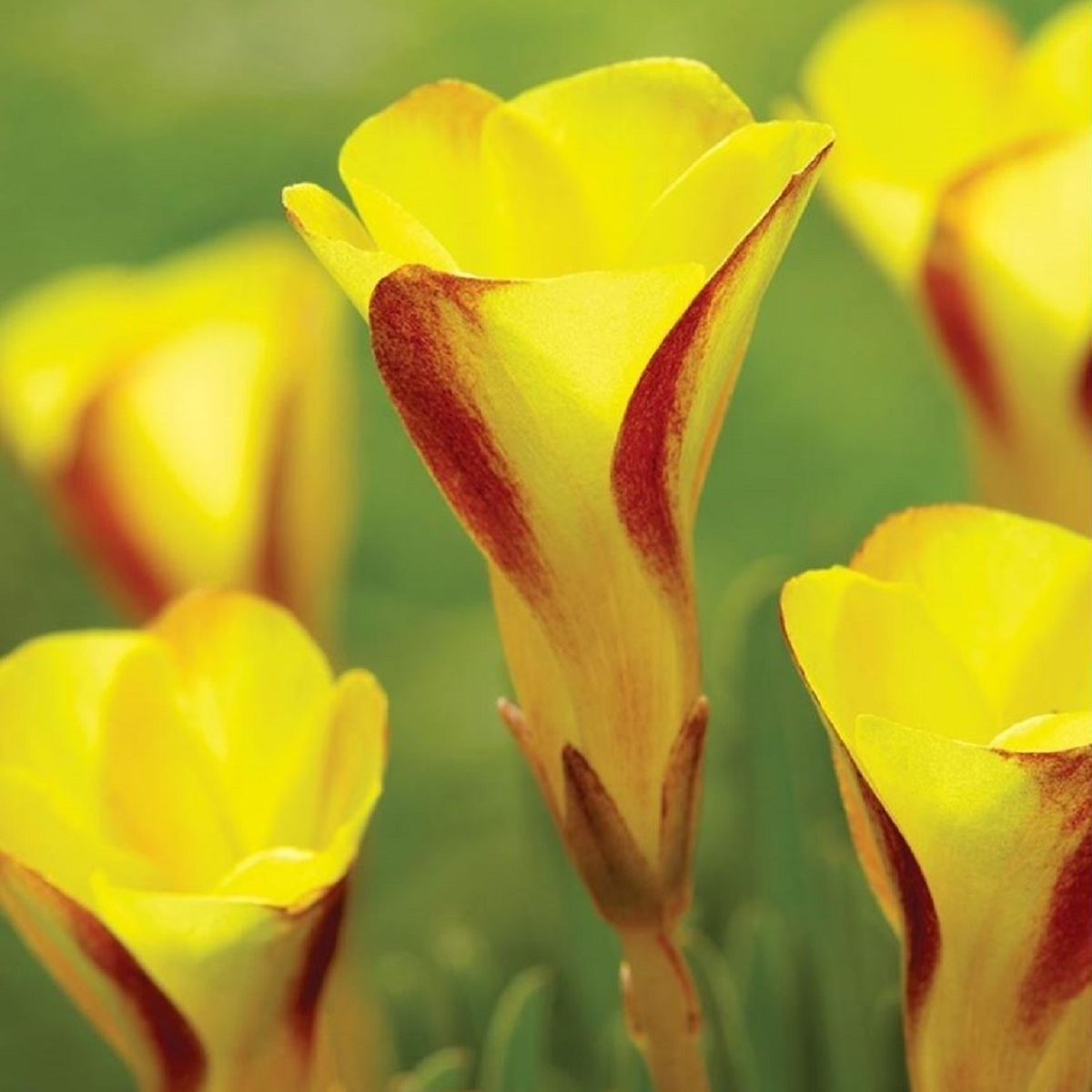 Šťavel dvoubarevný Golden cape - Oxalis - hlízy šťavelu - 1 ks