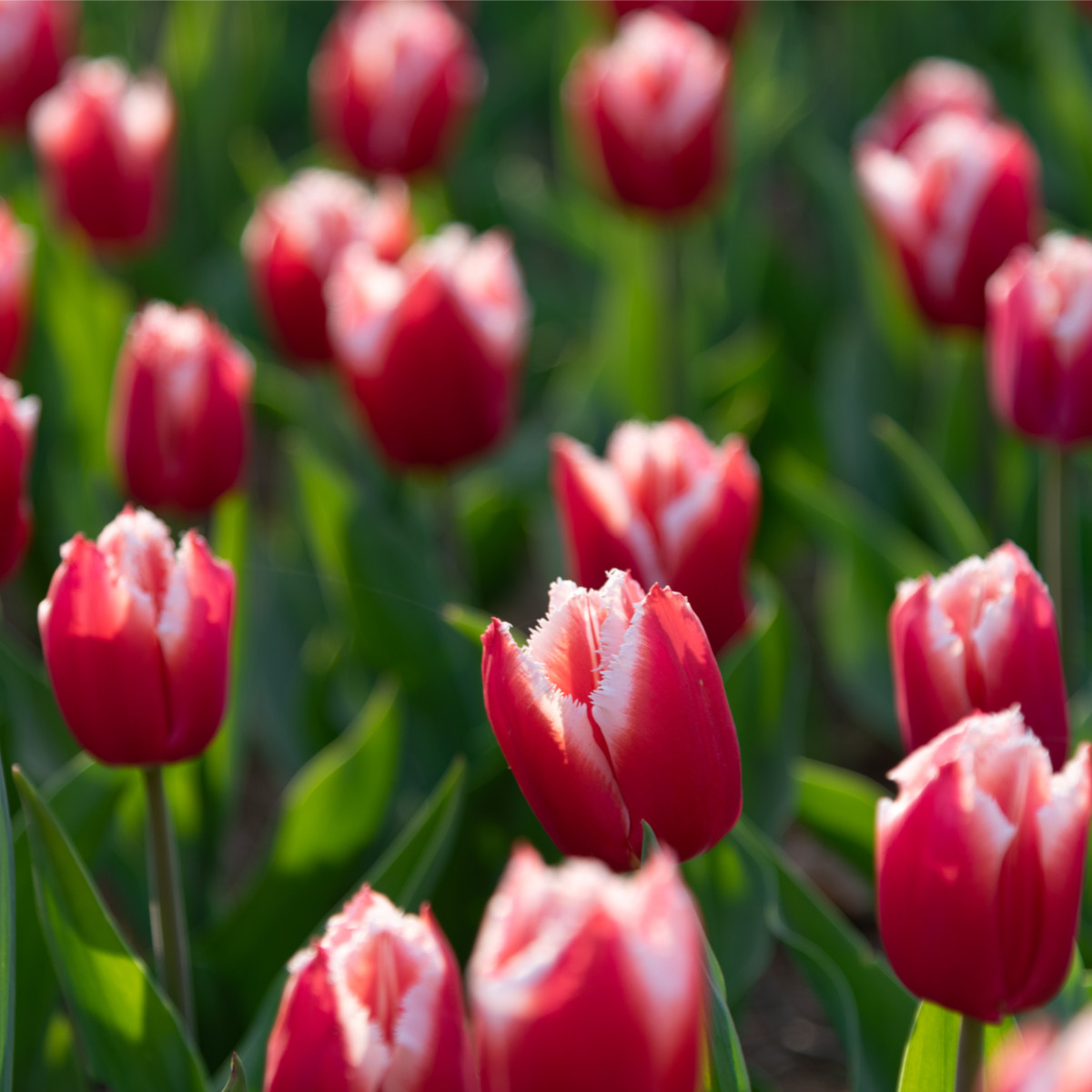 Tulipán Canasta – Tulipa – tulipánok – hagyma – termesztés