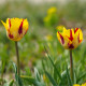 Tulipán Washington – Tulipa – tulipánok – hagyma – termesztés
