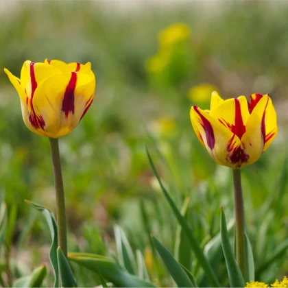 Tulipán Washington – Tulipa – tulipánok – hagyma – termesztés