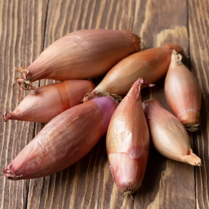 Cibule šalotka zimní Griselle - Allium cepa var. ascalonicum - cibulky - 4 ks