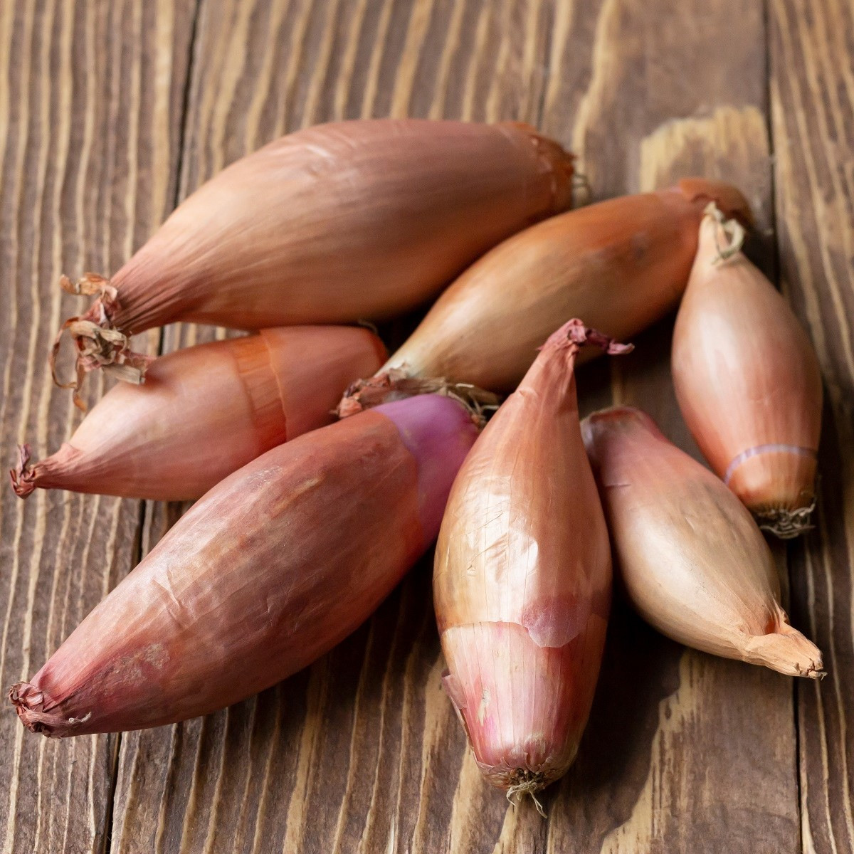 Cibule šalotka zimní Griselle - Allium cepa var. ascalonicum - cibulky - 4 ks