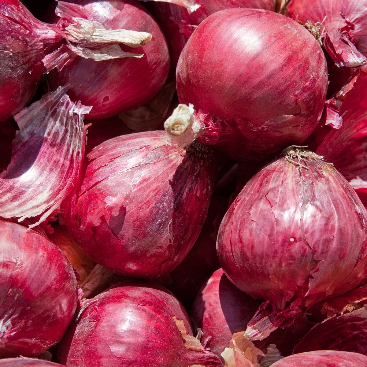 Cibule sazečka zimní Rote Winter - Allium cepa - cibulky - 50 ks