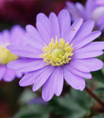 Sasanka vábná Violet Star - Anemone blanda - hlízy sasanky - 3 ks