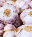 Sadbový Česnek Germidour - Allium sativum - nepaličák - cibule česneku - 1 balení