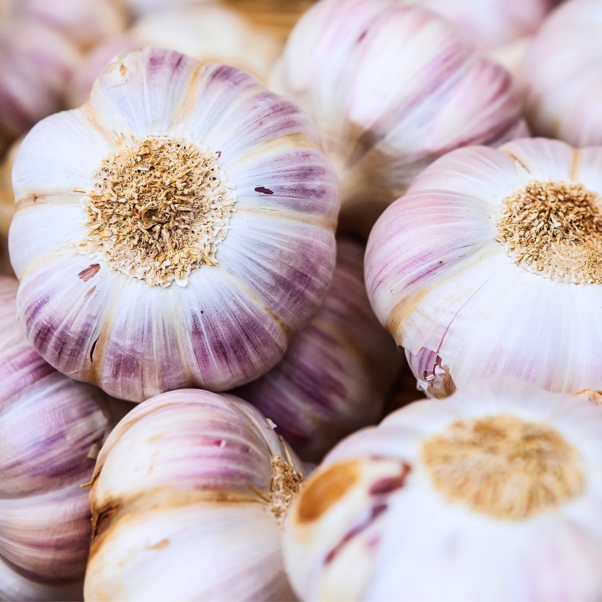 Sadbový Česnek Germidour - Allium sativum - nepaličák - cibule česneku - 1 balení