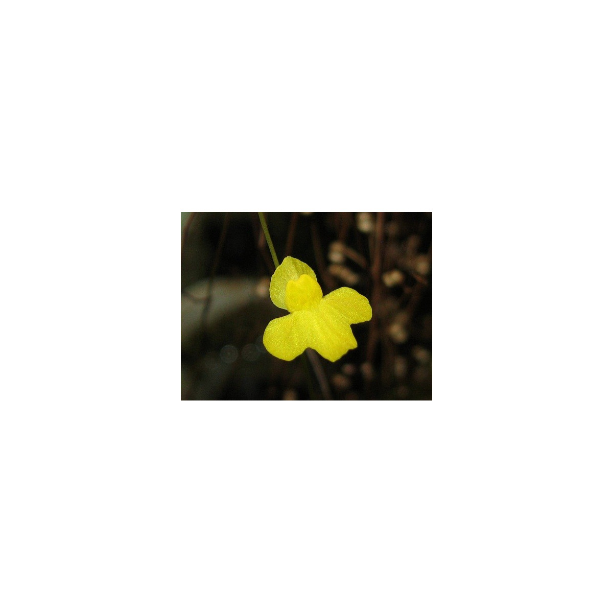 Bublinatka šídlovitá - Utricularia subulata - semena bublinatky - 15 ks