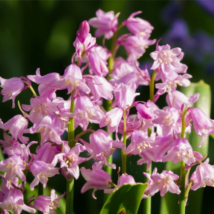 Hyacintovec španělský růžový - Hyacinthoides hispanica - cibule hyacintovce - 5 ks
