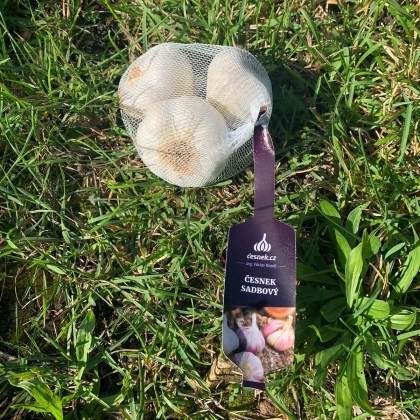 Lukan ültetőhagyma – Allium sativum – nem virágzó fajta – hagymagumók – 1 csomag