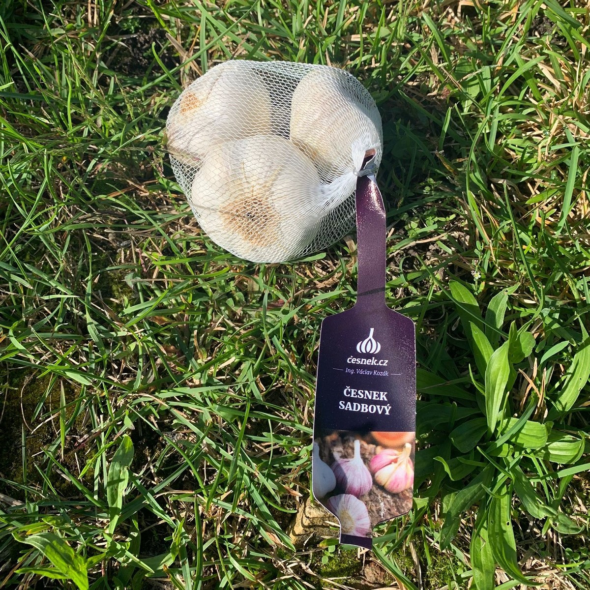 Sadbový česnek Lukan - Allium sativum - nepaličák - cibule česneku - 1 balení