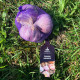 Slavin II ültetési fokhagyma – Allium sativum – keményfokhagyma – 1 csomag