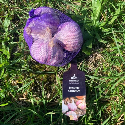 Slavin II ültetési fokhagyma – Allium sativum – keményfokhagyma – 1 csomag
