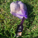 Sadbový česnek Havran - Allium sativum - ozimý paličák - cibule česneku - 1 balení
