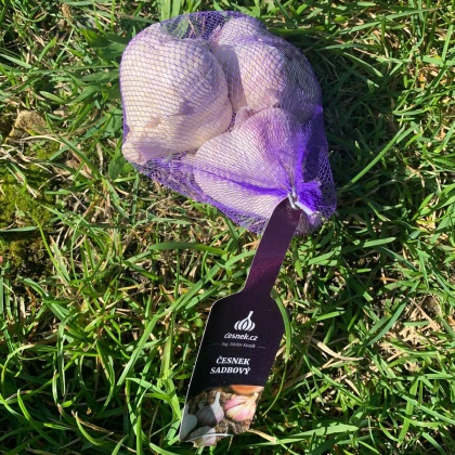 Sadbový česnek Havran - Allium sativum - ozimý paličák - cibule česneku - 1 balení
