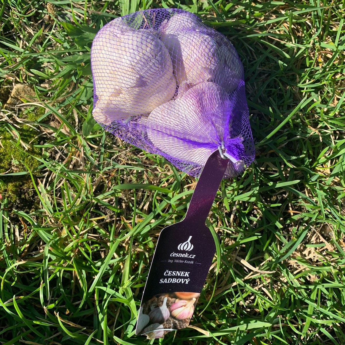 Sadbový česnek Havran - Allium sativum - ozimý paličák - cibule česneku - 1 balení