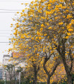 Tabebuja chrysotricha - Handroanthus chrysotrichus - semena tabebuji - 5 ks