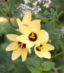 Duhovice Sárga Császár – Ixias – gumók – termesztés