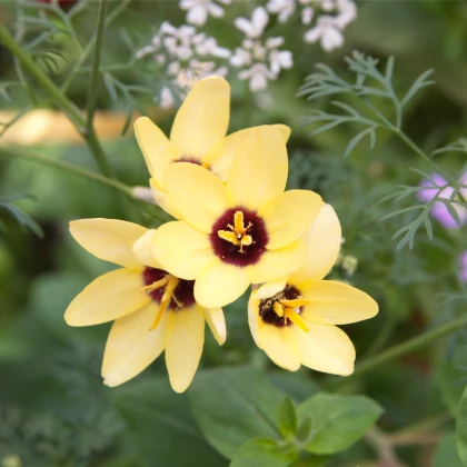 Duhovice Sárga Császár – Ixias – gumók – termesztés