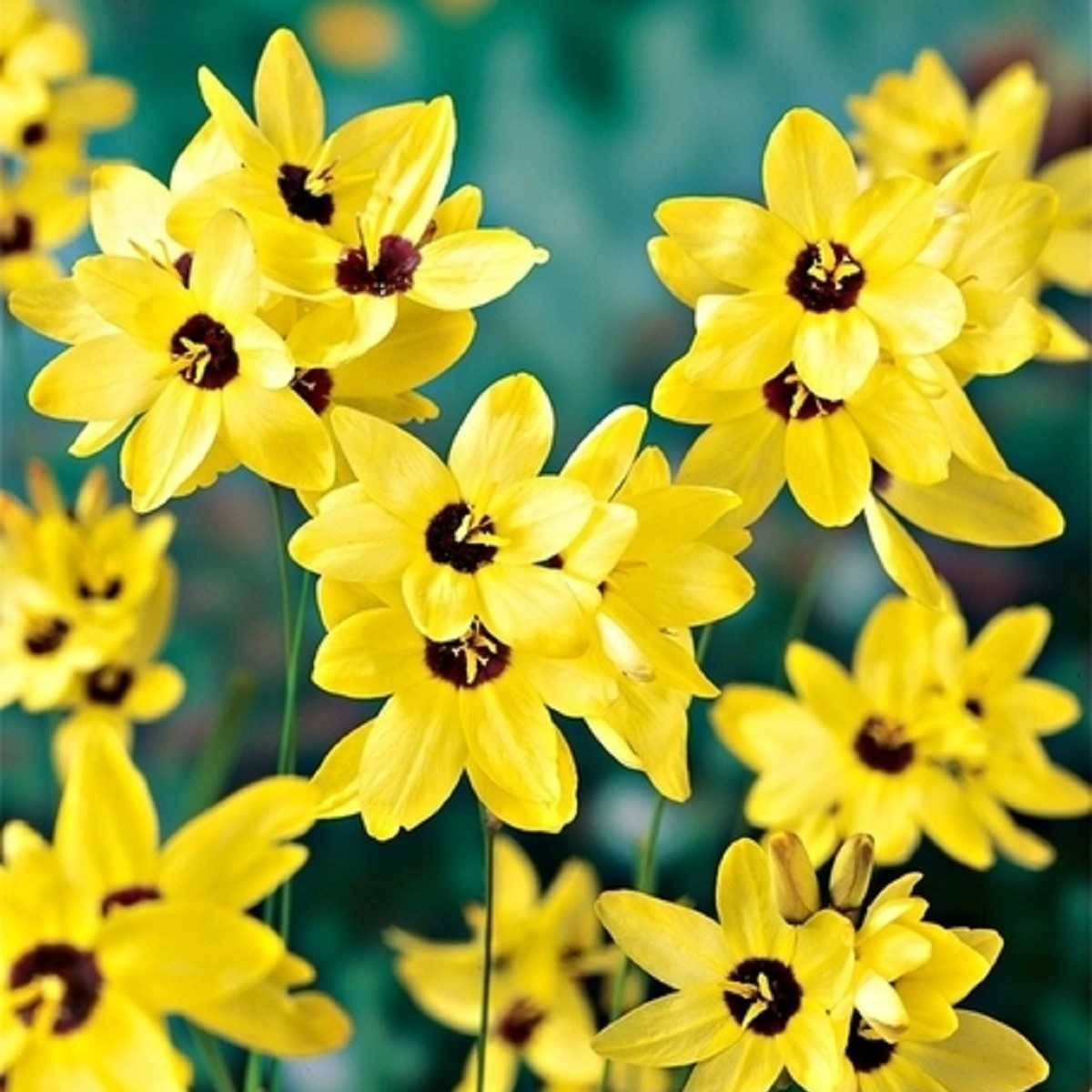 Duhovice Yellow Emperor - Ixias - hlízy duhovice - 3 ks