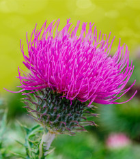 BIO Ostropestřec mariánský - Silybum marianum - semena ostropestřce - 35 ks