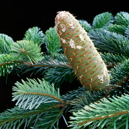 Jedle bělokorá - Abies alba - semena jedle - 7 ks