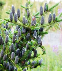 Jedle balzámová - Abies balsamea - semena jedle - 7 ks