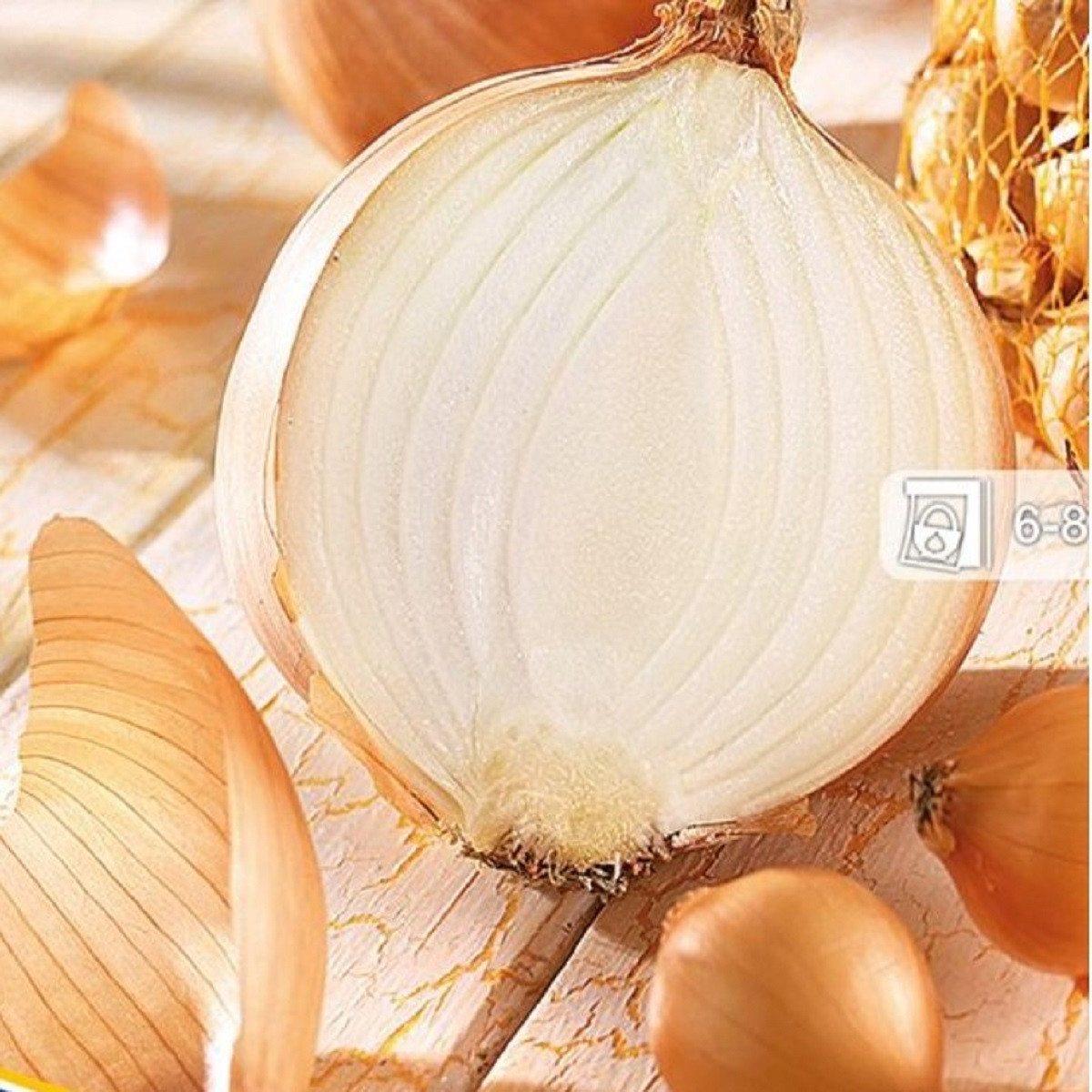 Cibule sazečka Senshyu Yellow - Allium cepa - cibulky - 50 ks