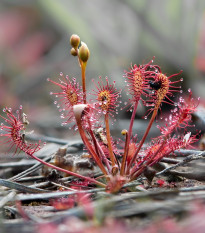 Rosnatka prostřední - Drosera intermedia - semena rosnatky - 10 ks