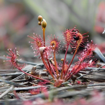 Rosnatka prostřední - Drosera intermedia - semena rosnatky - 10 ks