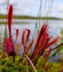 Rosnatka kapská Dark maroon - Drosera capensis - semena rosnatky - 10 ks