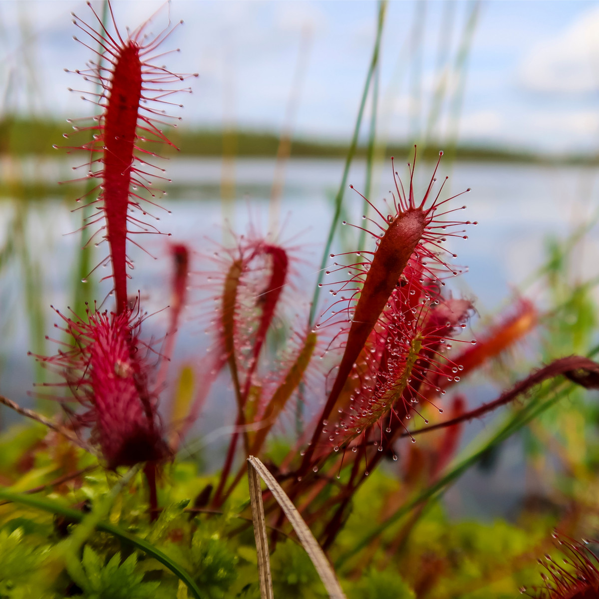 Rosnatka kapská Dark maroon - Drosera capensis - semena rosnatky - 10 ks