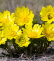 Hlaváček jarní - Adonis vernalis - semena hlaváčku - 10 ks