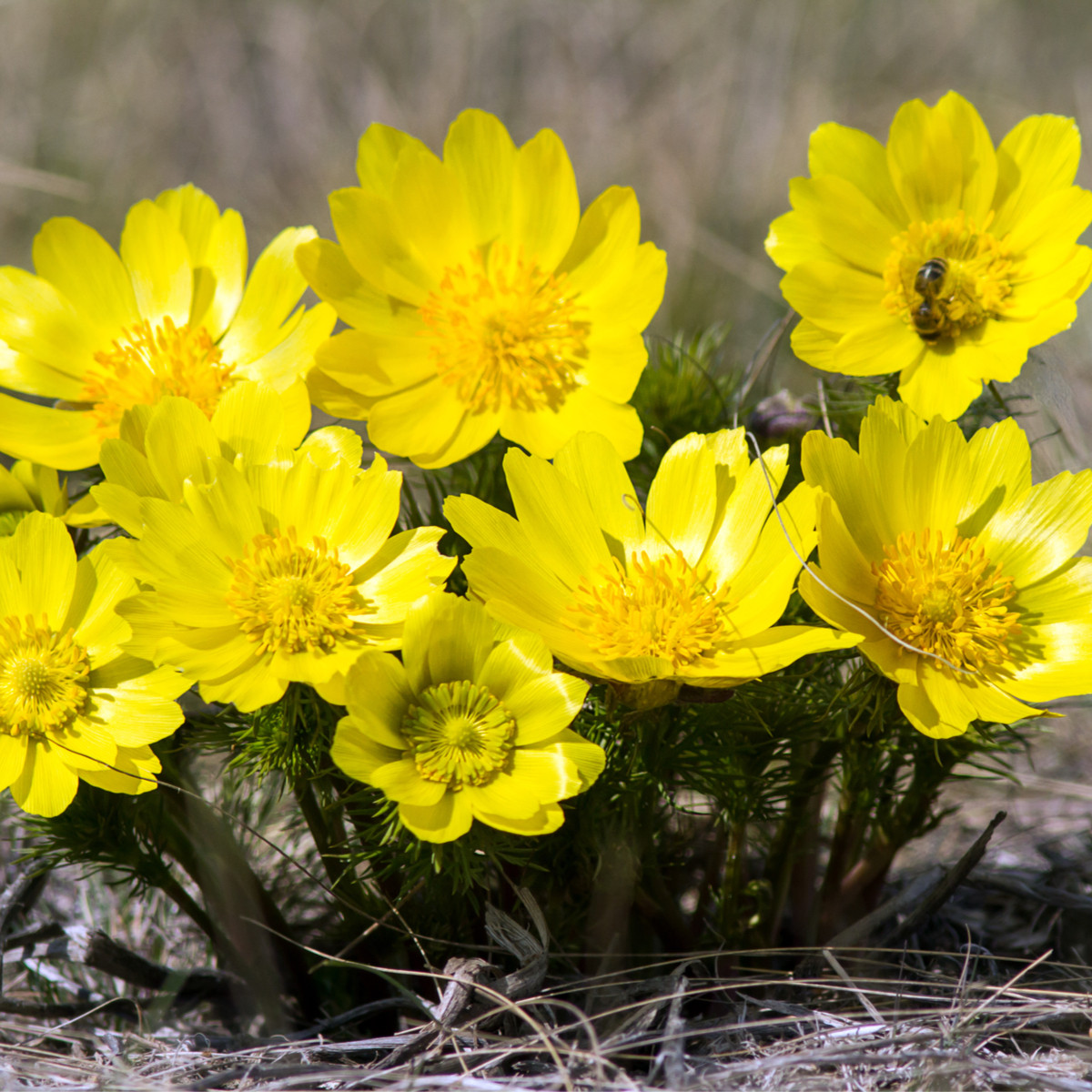 Hlaváček jarní - Adonis vernalis - semena hlaváčku - 10 ks