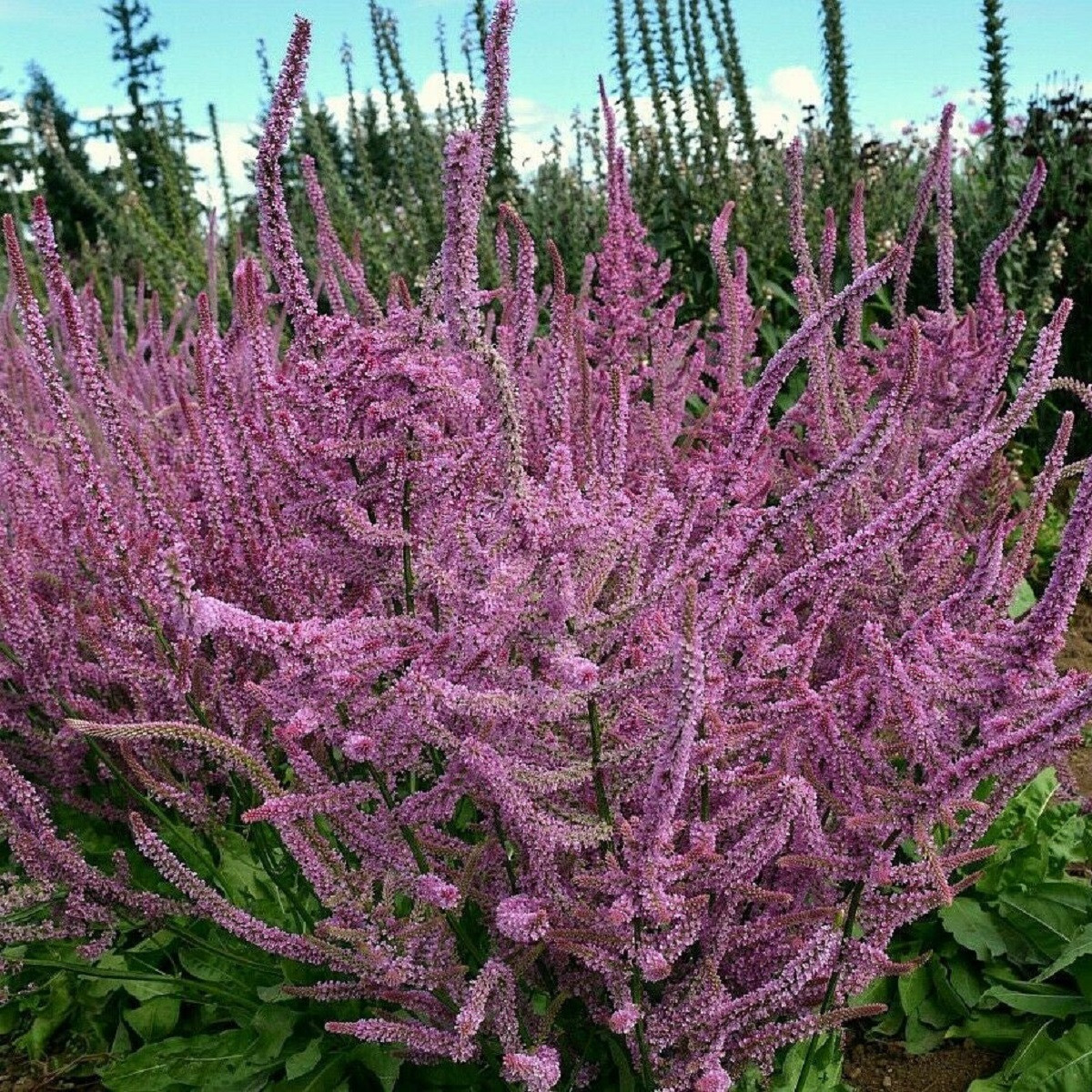 Sóvirág Suworova rózsaszín - Limonium suworowii - sóvirág magok - 600 db