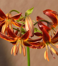 Lilie Martagon Arabian Knight - Lilium - cibule lilie - 1 ks