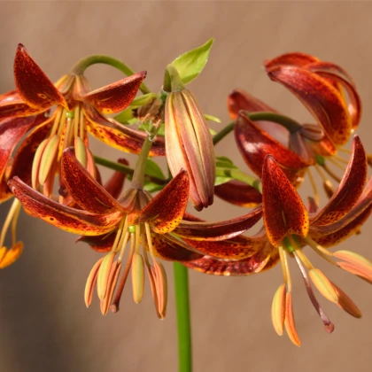 Lilie Martagon Arabian Knight - Lilium - cibule lilie - 1 ks