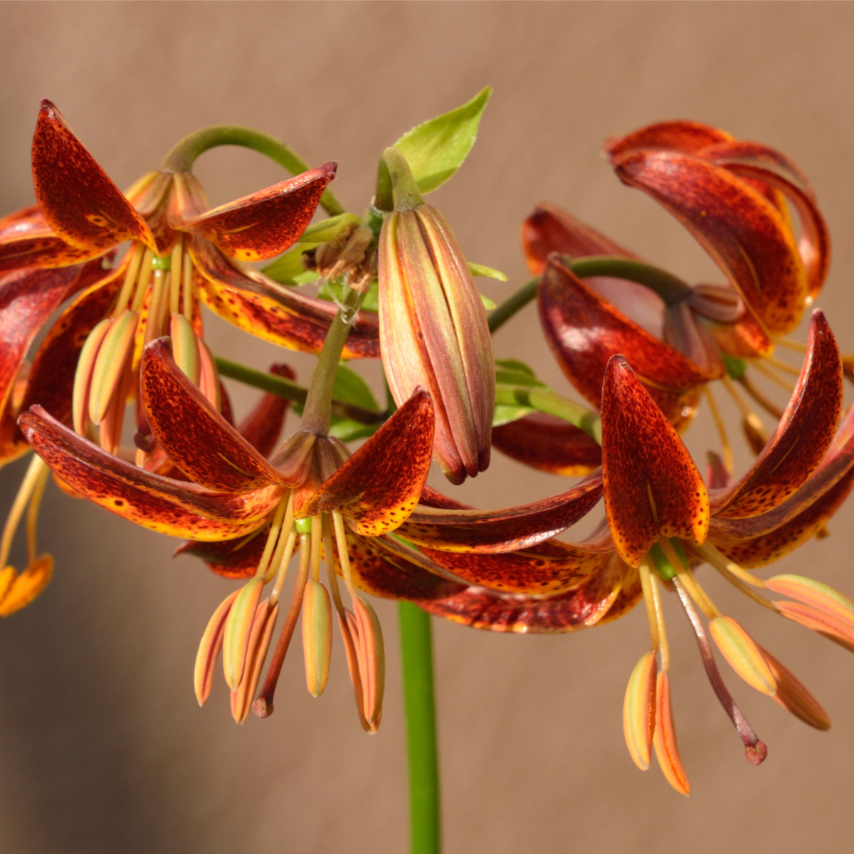 Lilie Martagon Arabian Knight - Lilium - cibule lilie - 1 ks