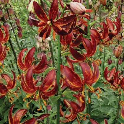 Lilie Martagon Arabian Knight - Lilium - cibule lilie - 1 ks