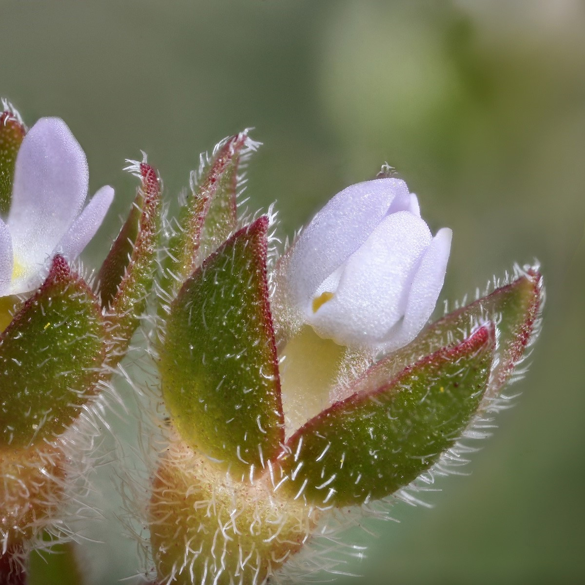 Pochybek největší - Androsace maxima - semena pochybku - 15 ks
