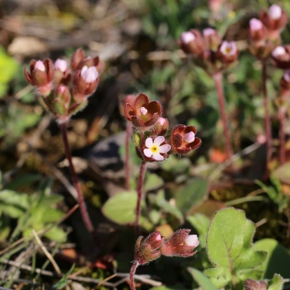 Pochybek největší - Androsace maxima - semena pochybku - 15 ks