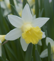 Narcis Topolino - Narcissus - cibule narcisu - 3 ks
