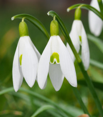 Sněženka podsněžník - Galanthus nivalis - cibule sněženky - 3 ks