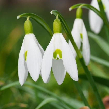 Sněženka podsněžník - Galanthus nivalis - cibule sněženky - 3 ks