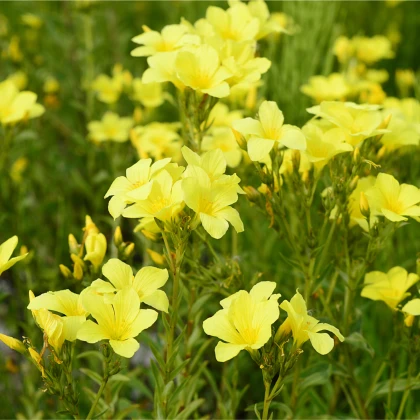 Len žlutý - Linum flavum - semena lnu - 100 ks