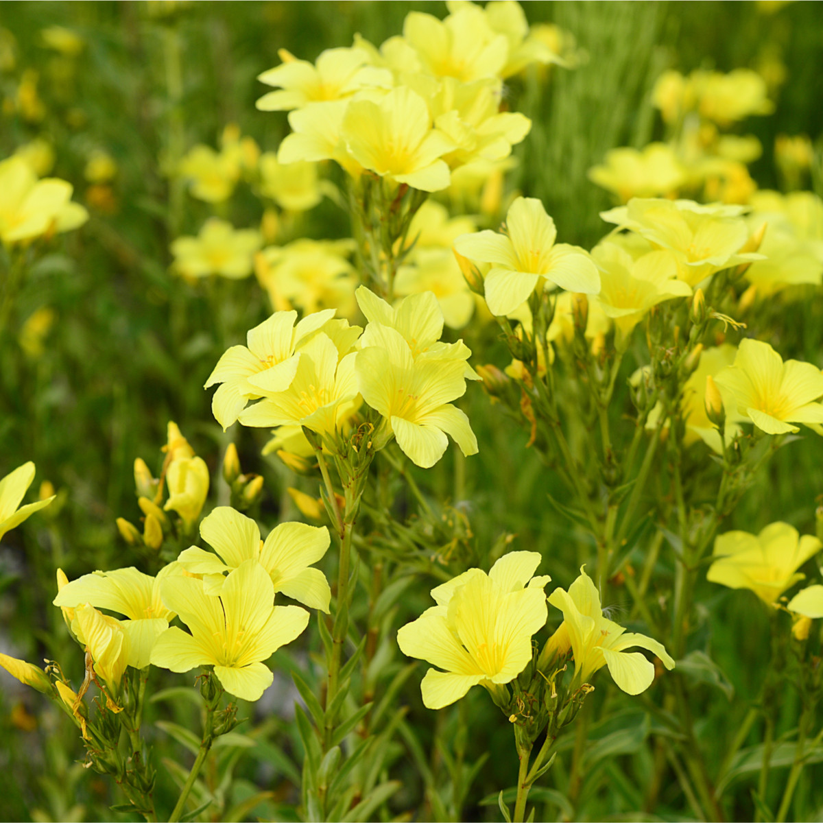Len žlutý - Linum flavum - semena lnu - 100 ks