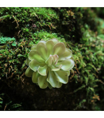 Tučnice obecná - Pinguicula vulgaris - semena tučnice - 10 ks