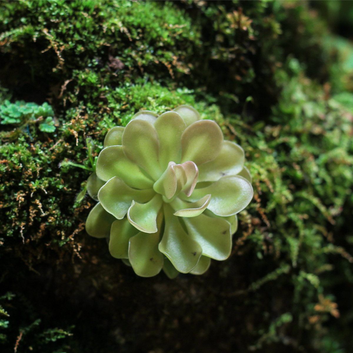 Tučnice obecná - Pinguicula vulgaris - semena tučnice - 10 ks
