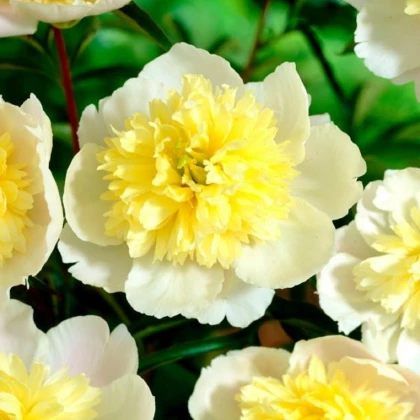 Pivoňka Prima Vera - Paeonia lactiflora - hlízy pivoňky - 1 ks