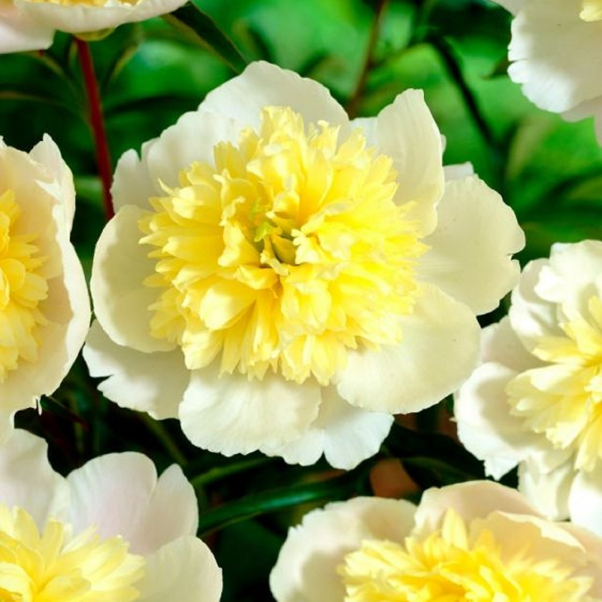 Pivoňka Prima Vera - Paeonia lactiflora - hlízy pivoňky - 1 ks